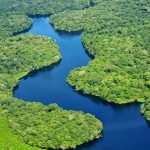 Hutan Tertua di Dunia
