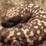 Reptil yang Berbahaya