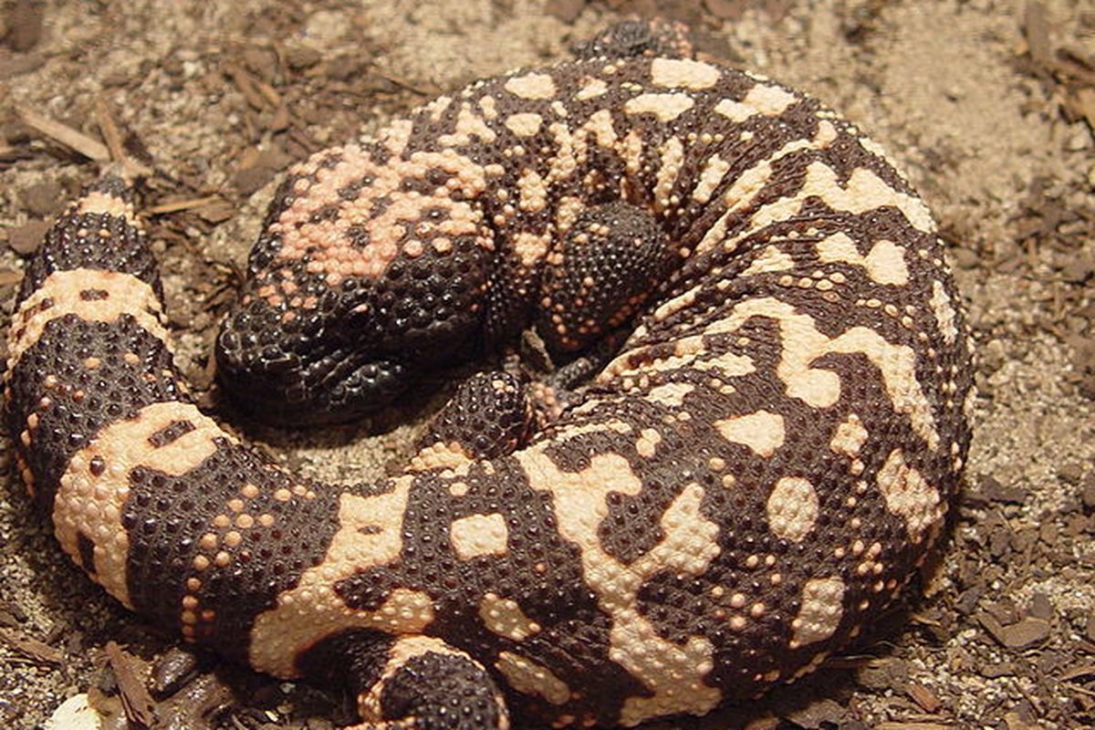 Reptil yang Berbahaya Reptil yang Berbahaya