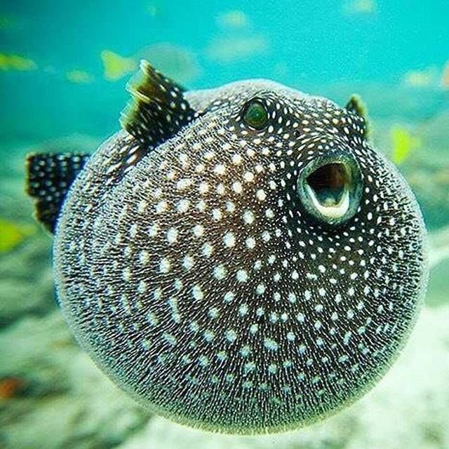 Keunikan dari Ikan Buntal Keunikan dari Ikan Buntal