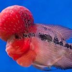 Ikan Termahal di Dunia