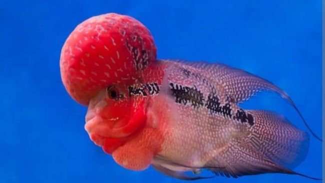 Ikan Termahal di Dunia Ikan Termahal di Dunia