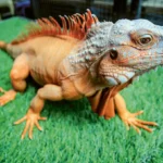 Kontes Iguana, Adu Pesona Reptil Eksotis yang Makin Dilirik Pecinta Hewan