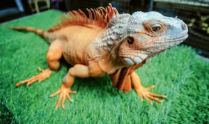 Kontes Iguana, Adu Pesona Reptil Eksotis yang Makin Dilirik Pecinta Hewan_11zon Kontes Iguana, Adu Pesona Reptil Eksotis yang Makin Dilirik Pecinta Hewan