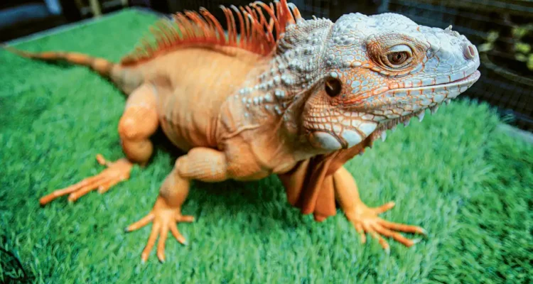 Kontes Iguana, Adu Pesona Reptil Eksotis yang Makin Dilirik Pecinta Hewan