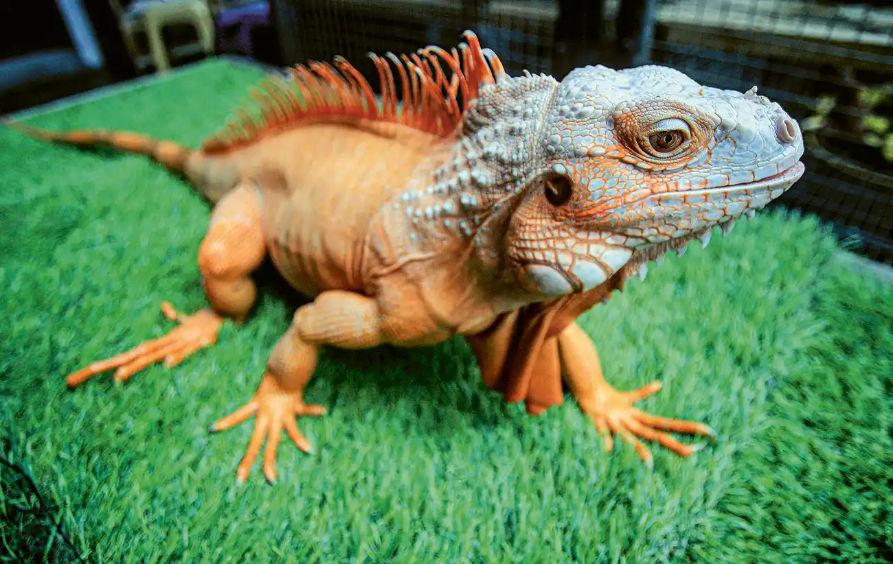 Kontes Iguana, Adu Pesona Reptil Eksotis yang Makin Dilirik Pecinta Hewan